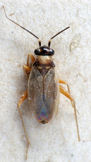 Tytthus pygmaeus, AMNH PBI00235137