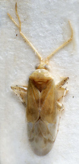 Leucodellus zagdani, AMNH PBI00237140