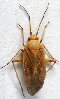 Parachlorillus elongatus, AMNH PBI00237289