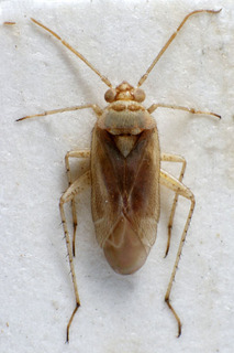 Parachlorillus spilotus, AMNH PBI00237159