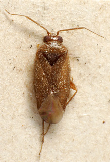 Phoenicocoris obscurellus, AMNH PBI00237074