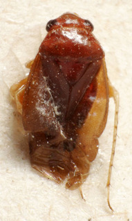 Psallus flavipes, AMNH PBI00239815