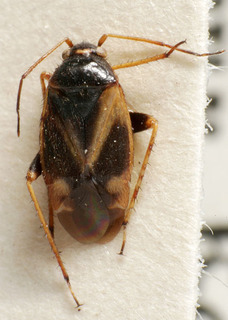 Criocoris quadrimaculatus, AMNH PBI00240734