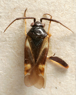 Criocoris quadrimaculatus, AMNH PBI00241117
