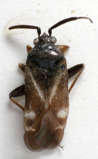 Criocoris quadrimaculatus, AMNH PBI00248986