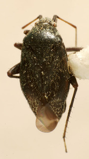 Criocoris saliens, AMNH PBI00241338
