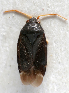 Criocoris sulcicornis, AMNH PBI00241339