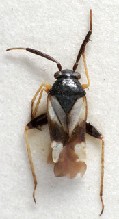 Criocoris tesquorum, AMNH PBI00241893