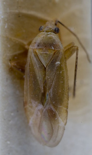 Damioscea komaroffii, AMNH PBI00248678