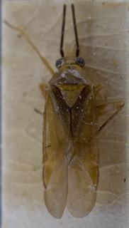 Damioscea komaroffii, AMNH PBI00248691