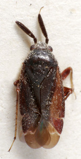 Excentricoris punctipes, AMNH PBI00242033