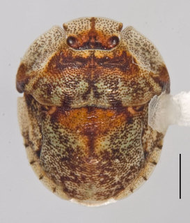 Lestonia haustorifera, AMNH ENT00024183