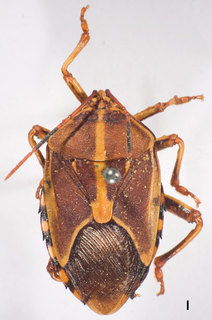 Musgraveia antennatus, AMNH ENT00024184