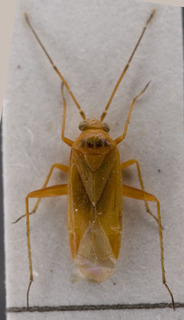 Paredrocoris seidenstueckeri, AMNH PBI00248688
