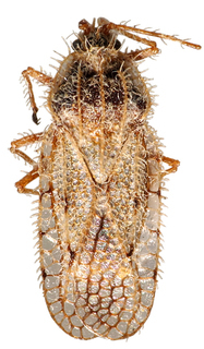Chaitophorus populicola, AMNH PBI00013181
