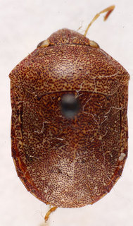 Diolcus disjunctus, AMNH ENT00024243