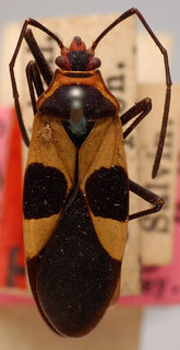 Dysdercus bidentatus, AMNH ENT00024240