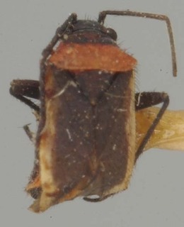 Hadronema pictum, AMNH PBI00075286