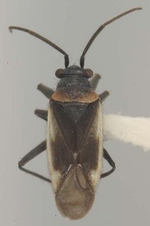 Hadronema simplex, AMNH PBI00065400