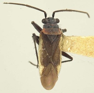 Hadronema simplex, AMNH PBI00070383