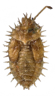 Inoma breviseta, AMNH PBI00010102