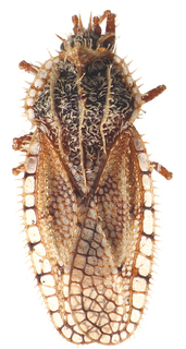 Inoma breviseta, AMNH PBI00010119