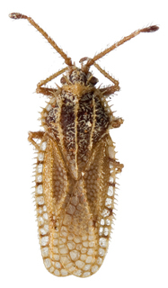 Inoma breviseta, AMNH PBI00013162