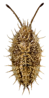 Inoma fuscata, AMNH PBI00010125
