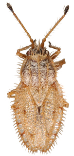 Inoma silveirae, AMNH PBI00010164