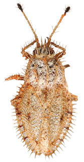 Inoma silveirae, AMNH PBI00010180