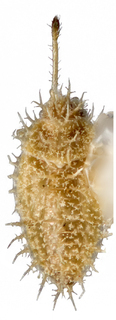 Inoma silveirae, AMNH PBI00010224