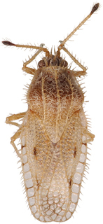 Inoma silveirae, AMNH PBI00013151