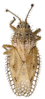 Inoma silveirae, AMNH PBI00013660