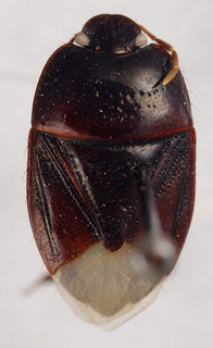 Pangaeus setosus, AMNH ENT00024228