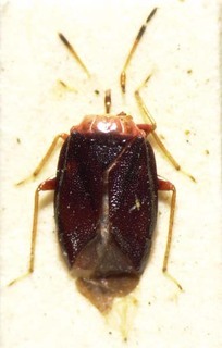 Agrametra aethiops, AMNH PBI00085346