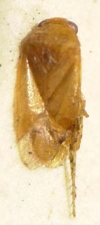 Campylomma irianica, AMNH PBI00085357