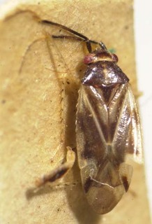 Chinacapsus distinctus, AMNH PBI00085386