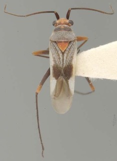 Daleapidea albescens, AMNH PBI00100276