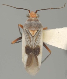 Daleapidea albescens, AMNH PBI00100491