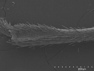 Daleapidea albescens, AMNH PBI00101213