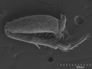 Hadronema incognitum, AMNH PBI00101207