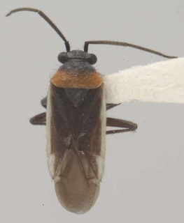 Hadronema pictum, AMNH PBI00100801