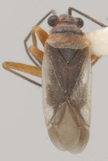 Hadronema sinuatum, AMNH PBI00101174