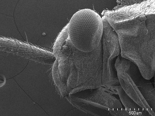 Lopidea robiniae, AMNH PBI00102049