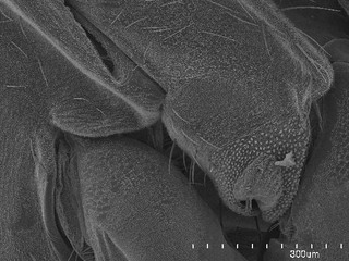 Lopidea robiniae, AMNH PBI00102049
