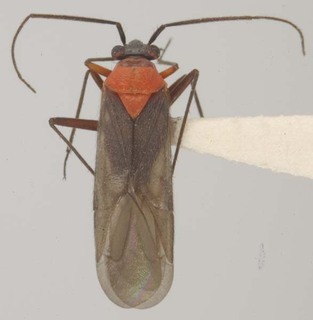 Aoplonema nigrum, AMNH PBI00102665