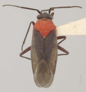 Aoplonema nigrum, AMNH PBI00102675