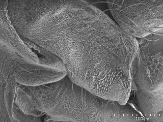 Hadronema pictum, AMNH PBI00106143