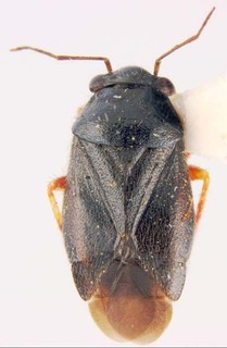 Slaterocoris flavipes, AMNH PBI00111420
