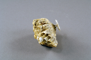 Polistes apachus, AMNH HYM00001073
